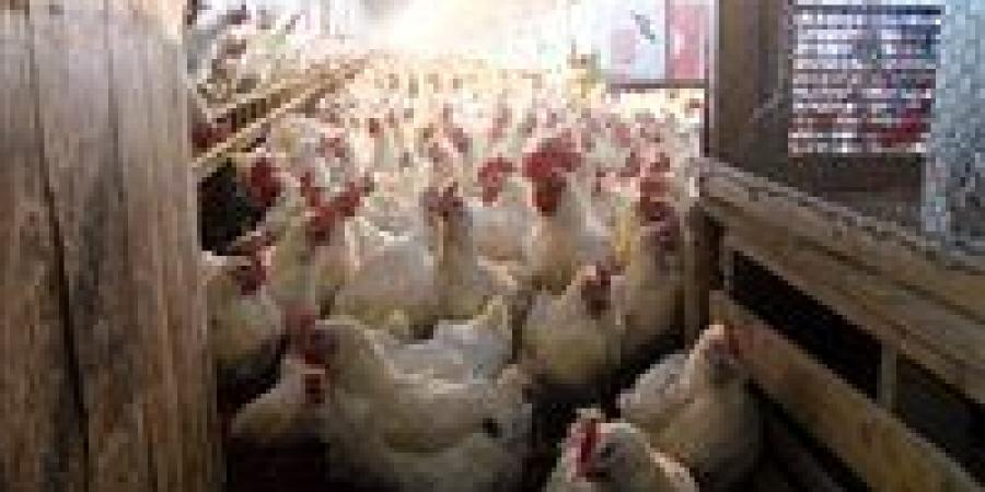 بالبلدي: أسعار
      الدواجن
      والبيض
      اليوم
      الخميس
      3
      -
      7
      -
      2025