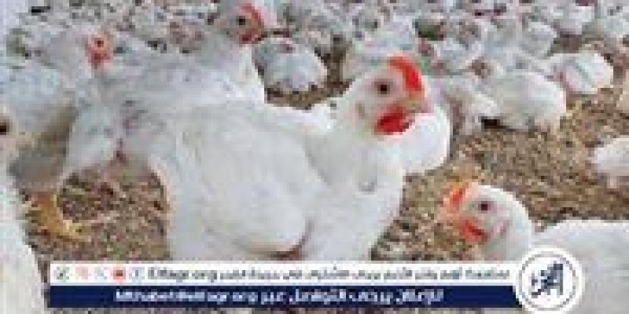 بالبلدي: انخفضت
      …أسعار
      الفراخ
      البيضاء
      اليوم
      الخميس
      3-7-2025
      في
      الدقهلية