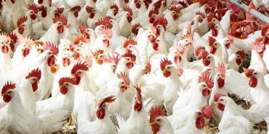 بالبلدي : بورصة
      الدواجن
      اليوم
      الجمعة
      4-7-2025..
      أسعار
      الفراخ
      البيضاء
      والبلدي
      في
      الأسواق