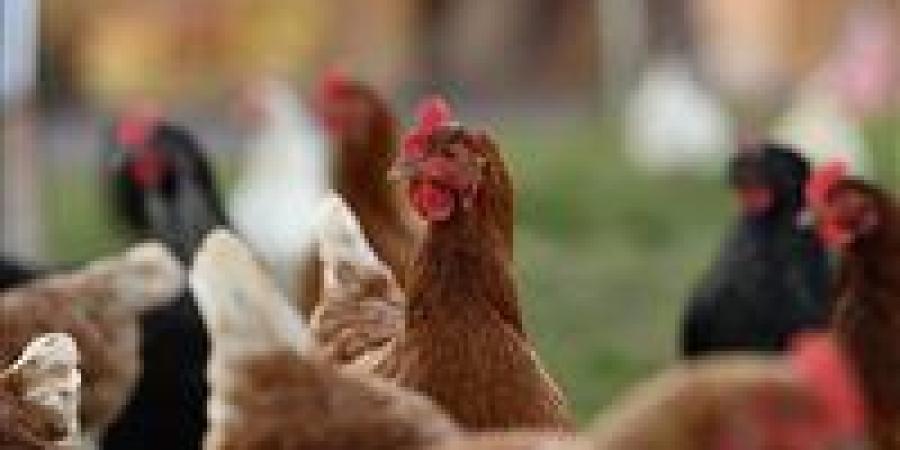 بالبلدي: أسعار
      الدواجن
      والبيض
      اليوم
      الجمعة
      4
      -
      7
      -
      2025