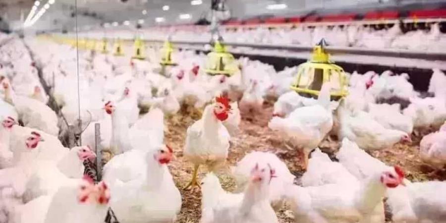أسعار
      الدواجن
      اليوم
      الجمعة..
      الفراخ
      وصلت
      لكام