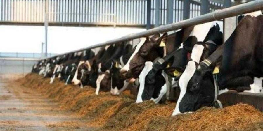 بالبلدي : ”الزراعة”
      تصدر
      677
      ترخيص
      تشغيل
      جديد
      لأنشطة
      ومشروعات
      الإنتاج
      الحيواني
      والداجني