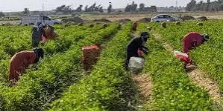 خطة
      الحكومة
      لإنجاح
      موسم
      تصدير
      الموالح