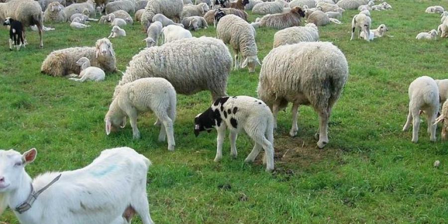 بالبلدي : ما هو الفيروس الذي ينتشر في عيد الأضحى