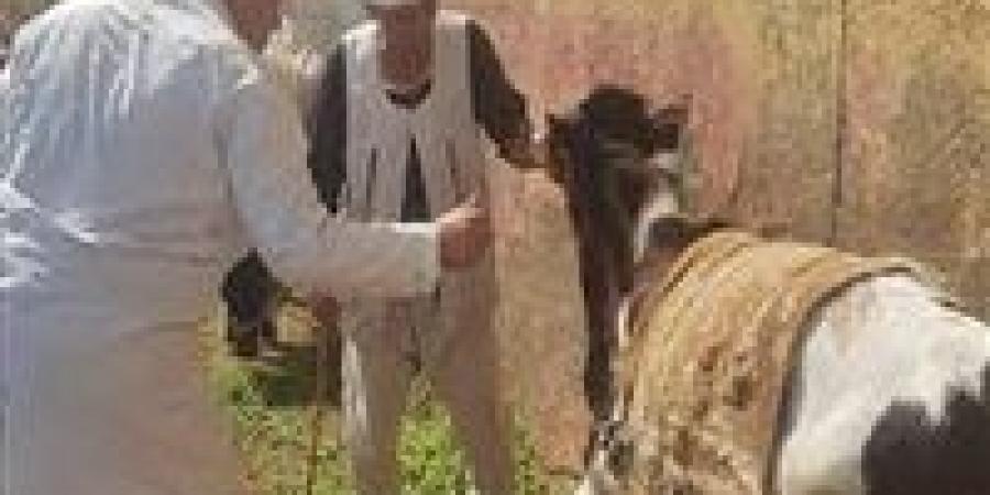 بالبلدي: «الزراعة»
      تطلق
      214
      قافلة
      بيطرية
      مجانية
      في
      176
      قرية
      خلال
      يونيو
      الماضي