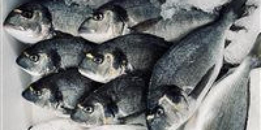 بالبلدي: أسعار
      السمك
      اليوم
      الأحد
      6
      -
      7
      -
      2025
