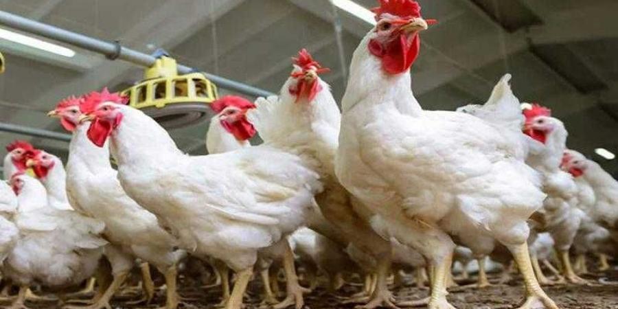 بالبلدي : أسعار
      الدواجن
      والبيض
      في
      مصر
      اليوم
      الأحد