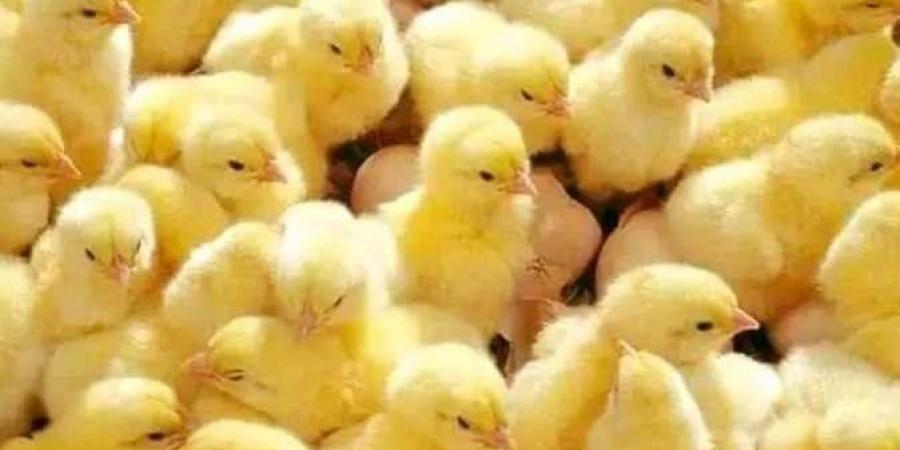بالبلدي : الساسو
      بكام؟..
      أسعار
      الكتاكيت
      اليوم
      الأحد
      6
      يوليو
      2025