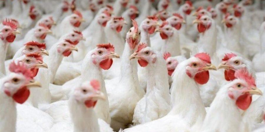 بالبلدي: أسعار
      الدواجن
      والبيض
      اليوم
      الأحد
      6
      يونيو
      2025