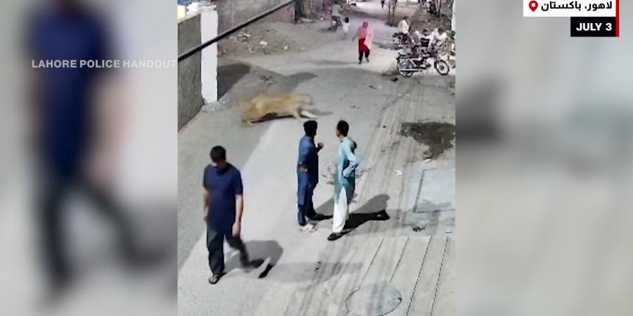 belbalady أسد يهرب من قفصه ليهاجم سيدة وأطفالها بلحظات مرعبة.. شاهد ما حدث