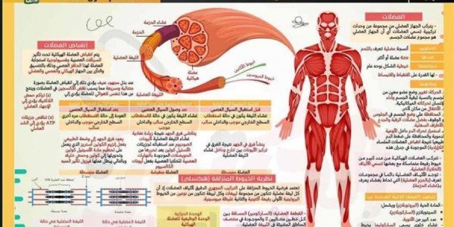بالبلدي: 16
      ورقة
      في
      مراجعة
      ليلة
      امتحان
      الأحياء
      لـ
      الثانوية
      العامة
      2025