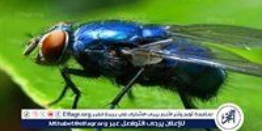 بالبلدي: نكبة
      بيئية
      في
      حيفا
      المحتلة
      بسبب
      ذباب
      «دروسوفيلا»