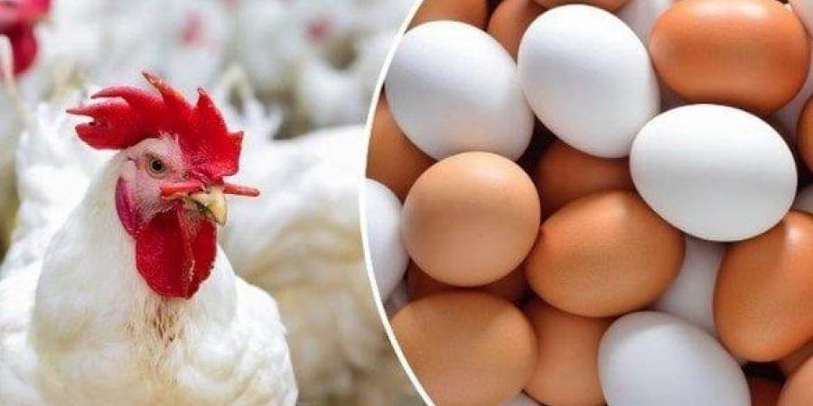 بالبلدي: الفراخ
      البيضاء
      بكام؟..
      أسعار
      الدواجن
      والبيض
      اليوم
      الأحد
      16
      نوفمبر
      2025