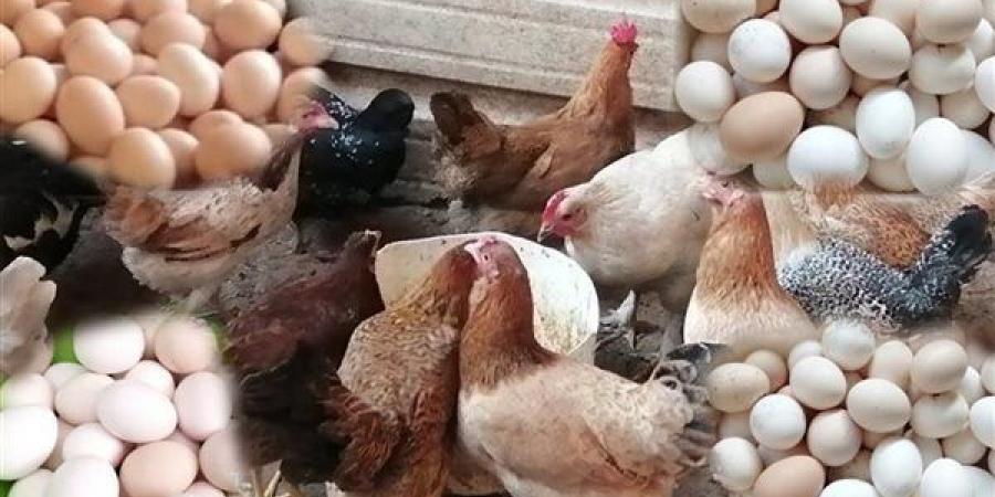 بالبلدي: أسعار
      الفراخ
      اليوم
      الثلاثاء
      18
      نوفمبر
      2025
      تتراجع
      وتستقر
      بالأسواق