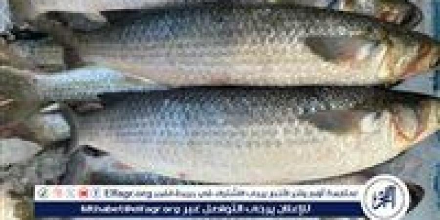 بالبلدي: اسعار
      السمك
      البوم
      الأربعاء
      19
      نوفمبر
      2025
      فى
      المنيا