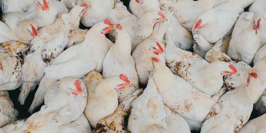 بالبلدي: أسعار
      الدواجن
      في
      الأسواق
      المصرية..
      اليوم
      الخميس
      20
      نوفمبر
      2025