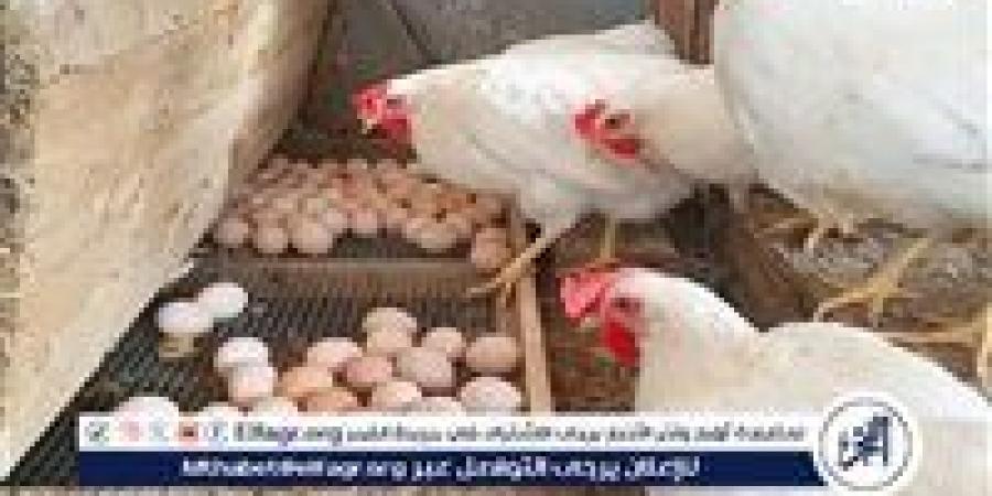 بالبلدي: اسعار
      الدواجن
      اليوم
      الجمعه
      21
      نوفمبر
      2025
      فى
      المنيا