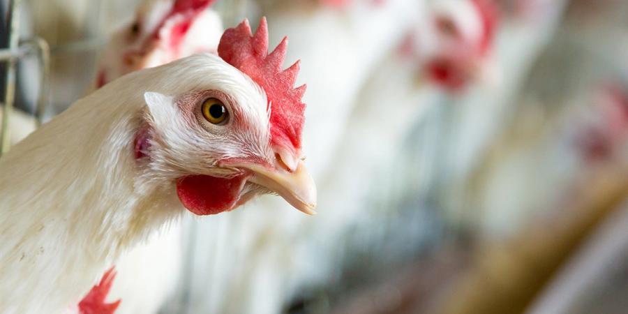 بالبلدي: أسعار
      الدواجن
      والبيض
      في
      مصر
      اليوم
      الجمعة