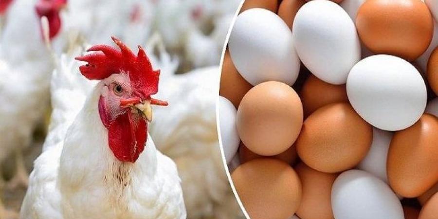 بالبلدي : الفراخ
      البيضاء
      بكام؟..
      أسعار
      الدواجن
      والبيض
      اليوم
      الأحد
      23
      نوفمبر
      2025