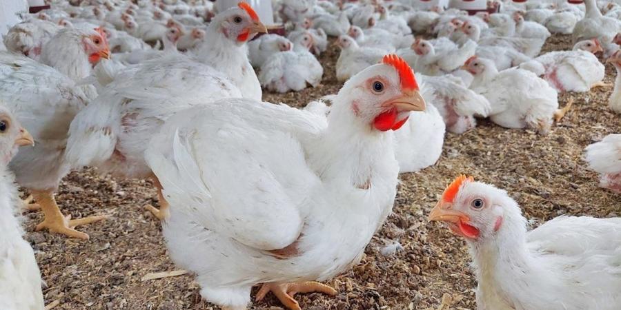 بالبلدي: انخفاض
      ملحوظ
      في
      أسعار
      الدواجن
      والبيض
      في
      الأسواق
      اليوم