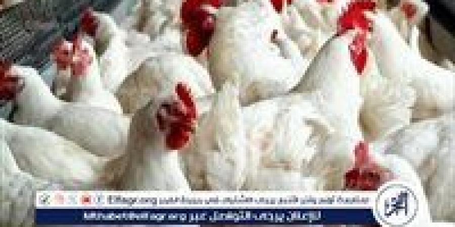 بالبلدي: اسعار
      الفراخ
      اليوم
      الإثنين
      24نوفمبر
      2025
      فى
      اسواق
      المنيا