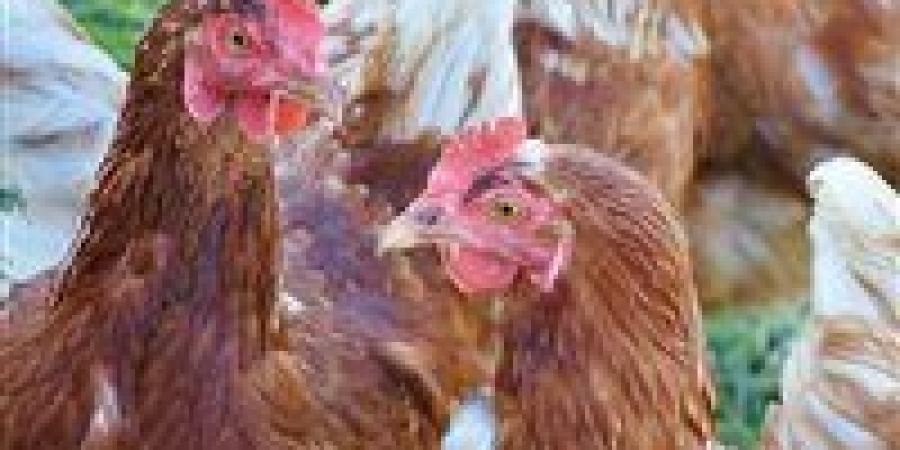 بالبلدي: أسعار
      الدواجن
      والبيض
      اليوم
      الخميس
      4
      -
      6
      -
      2026