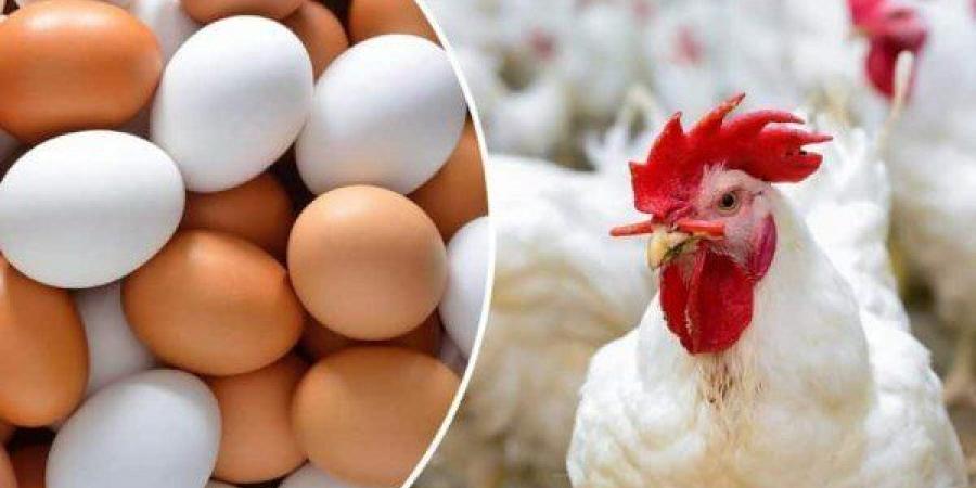 بالبلدي: وفرة
      المعروض
      تقود
      أسعار
      الفراخ
      للتراجع
      محليًا
      بمجموع
      26
      جنيهًا
      في
      المزارع