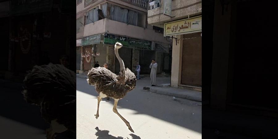 بالبلدي: فيديو طريف لنعامة تركض هربًا من صاحبها بأحد شوارع مصر يحصد تفاعلاً واسعًا