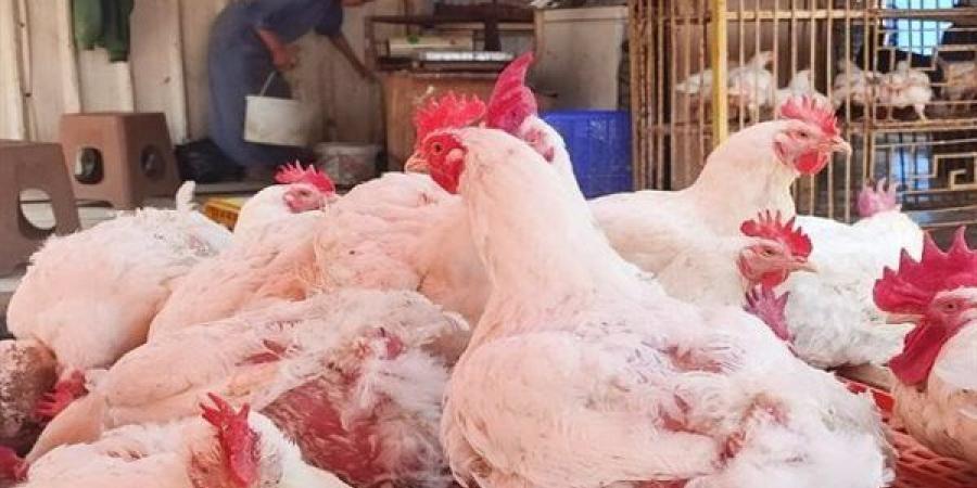 بالبلدي: تراجع
      جديد
      في
      أسعار
      الفراخ
      البيضاء
      اليوم
      الأربعاء
      بمحال
      بيع
      الدواجن