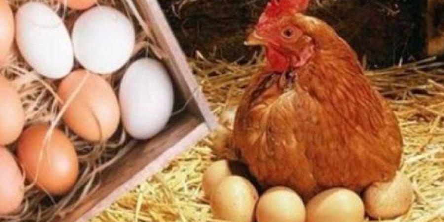 بالبلدي: استقرار
      أسعار
      الفراخ
      والبيض
      في
      الأسواق
      وتوقعات
      بانخفاضات
      جديدة