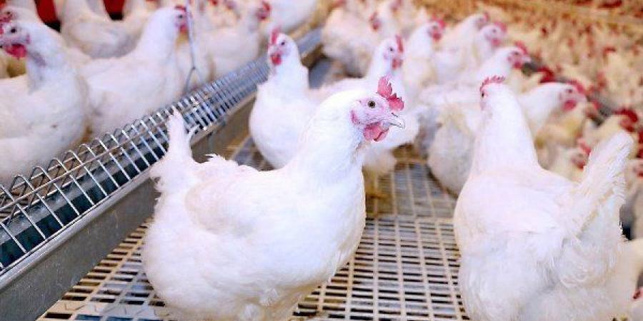 بالبلدي: نقيب
      الفلاحين:
      البحوث
      الزراعية
      تفشل
      مخططات
      التشكيك
      في
      سلامة
      الدواجن
      والبيض
      بمصر