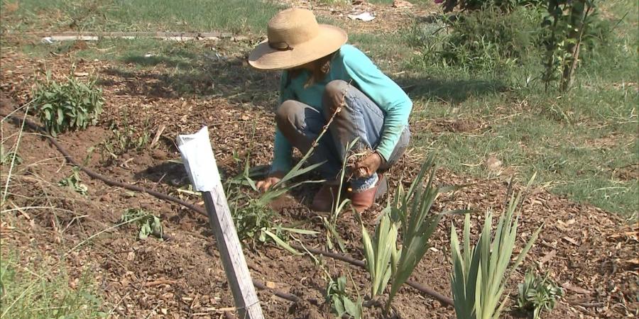 belbalady نصائح مهمّة لتجنب آلام الظهر أثناء العمل في حديقة المنزل