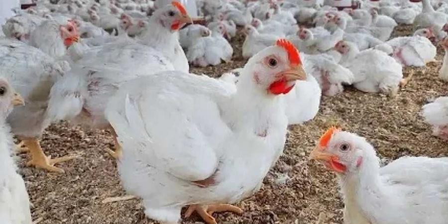 اتحاد
      منتجي
      الدواجن:
      الحفاظ
      على
      الإنتاج
      وتخزينه
      يخفض
      الفاتورة
      الاستيرادية
      ويدعم
      استمرار
      المنتجين