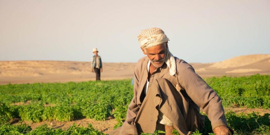 بالبلدي : سيكم
      تحقق
      نموًا
      12%
      في
      2025..
      الصادرات
      تمثل
      51%
      من
      المبيعات
      وشبكة
      المزارعين
      تتجاوز
      40
      ألفًا