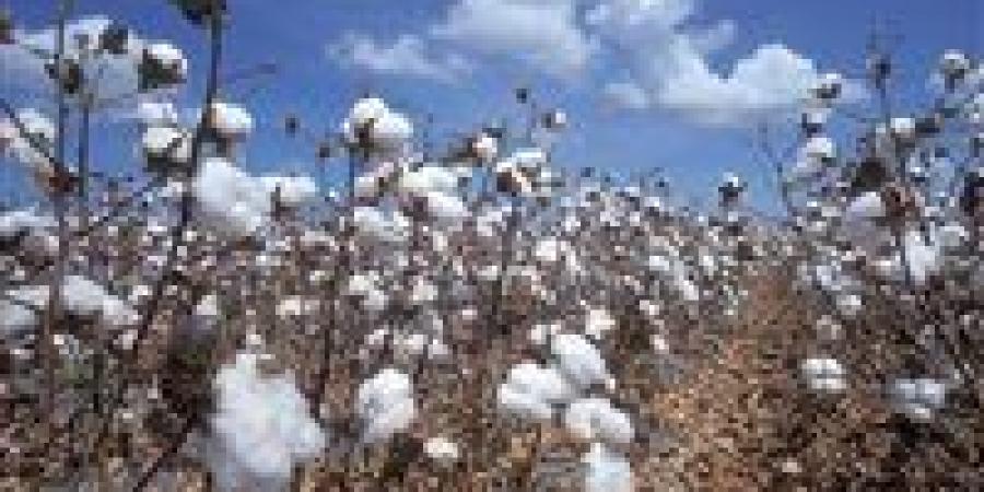 بالبلدي: انكماش
      زراعة
      القطن
      يضرب
      خطة
      الحكومة
      لتطوير
      صناعة
      الغزل
      والنسيج