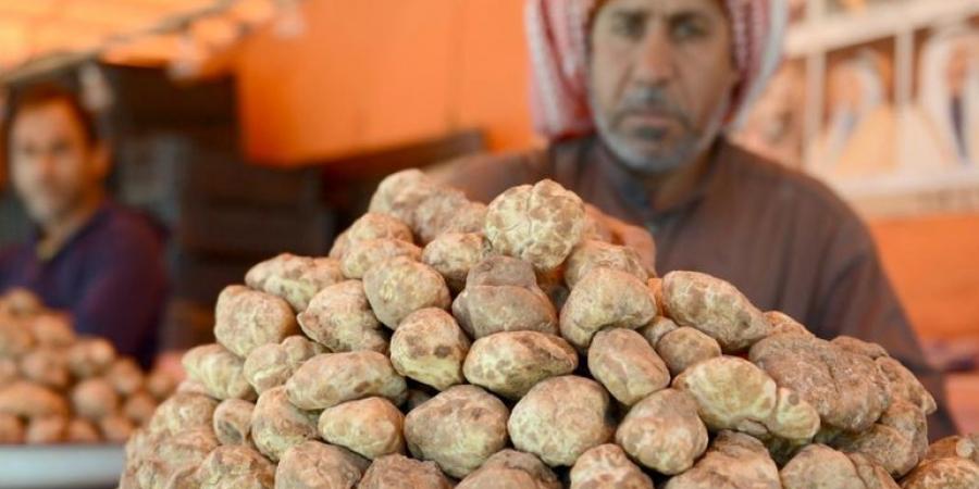 بالبلدي : فوائد وأضرار الفقع وما هي أسماؤه؟