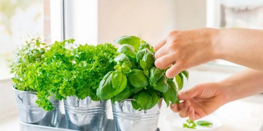 بالبلدي : نبات واحد فقط يمنحك الجمال ويخلصك من الاكتئاب ويحسن صحتك