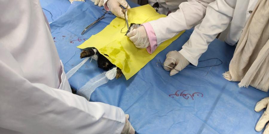 بالبلدي : كلية
      الطب
      البيطري
      المنوفية
      الأهلية
      تنظم
      برنامجًا
      تدريبيًا
      في
      مهارات
      خياطة
      الجروح