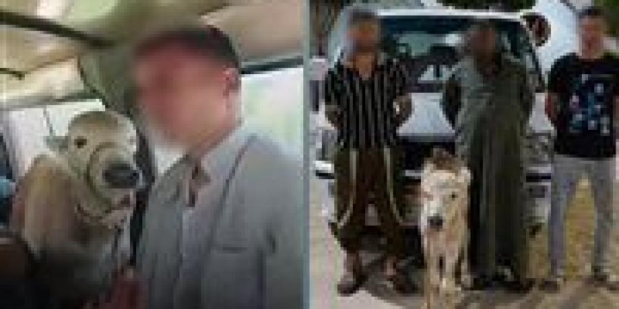 بالبلدي : القبض
      على
      المتهمين
      بنقل
      رأس
      ماشية
      داخل
      سيارة
      ميكروباص
      بالبحيرة