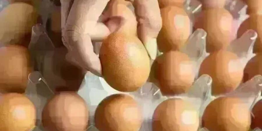أسعار
      البيض
      اليوم
      الجمعة
      14
      أغسطس
      2026..
      استقرار
      الأبيض
      والأحمر
      والبلدي