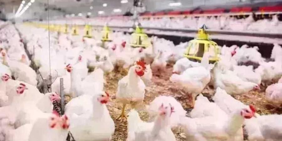 رئيس
      شعبة
      الدواجن
      يكشف
      تكلفة
      طرح
      الفراخ
      على
      بطاقات
      التموين..
      85
      مليون
      دجاجة
      شهريًا