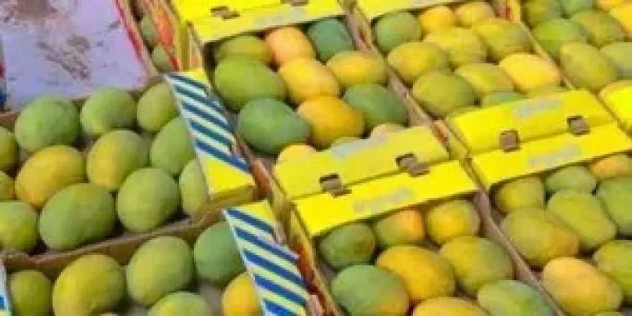 نقيب
      الفلاحين
      يكشف
      موعد
      انخفاض
      أسعار
      المانجو..
      ظهور
      أصناف
      جديدة
      خلال
      أيام